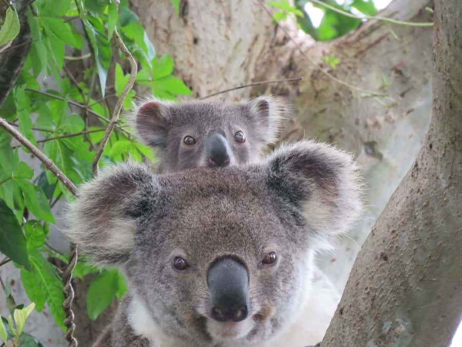 Byron Bay Wild Koala Tour - Your environmental scientist guide: what you actually learn while you hunt