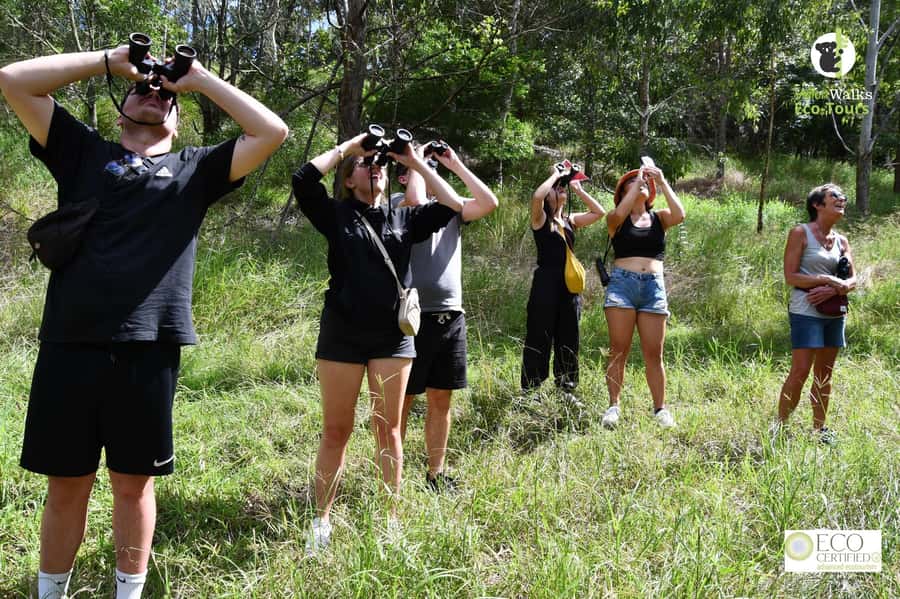 Byron Bay Wild Koala Tour - The habitat walk: how koalas get spotted (and why patience wins)