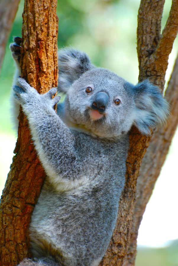Byron Bay: Wildlife and Waterfall Tour with Breakfast - Key things I’d plan around