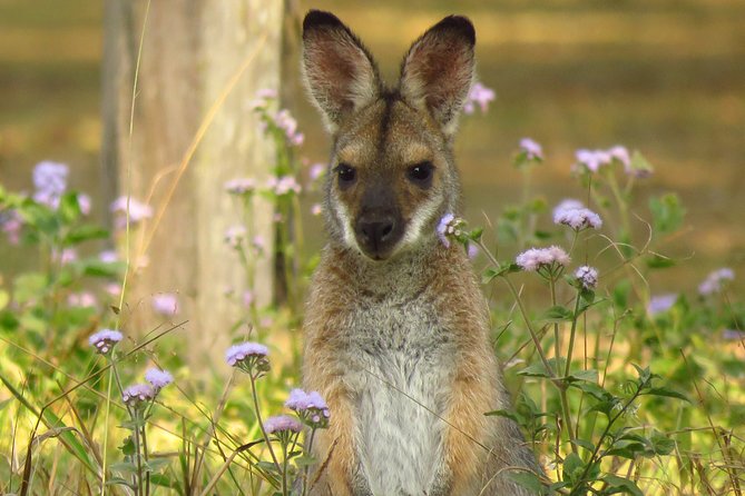 Byron Bay Wildlife Safari - The 4WD Day Plan: What Happens From 9:30am to About 7 Hours Later