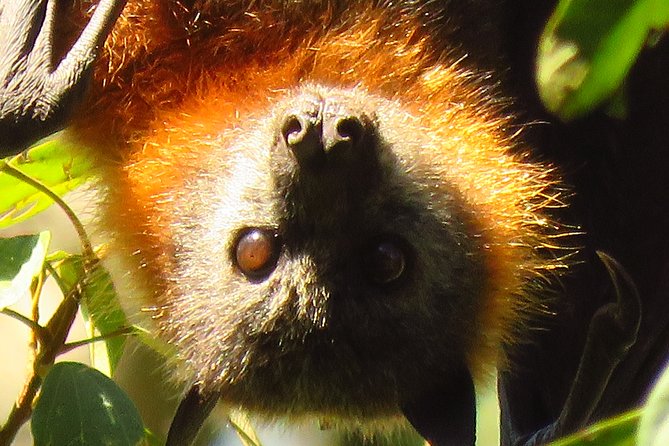 Byron Bay Wildlife Safari - Price and Value: Is $135.56 Worth It for a 7-Hour Safari?