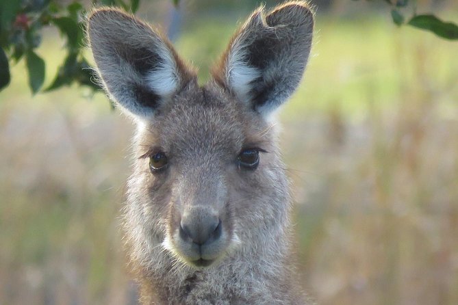 Byron Bay Wildlife Safari - Rainforest Stop: When You’re Looking for the Right Animal at the Right Moment