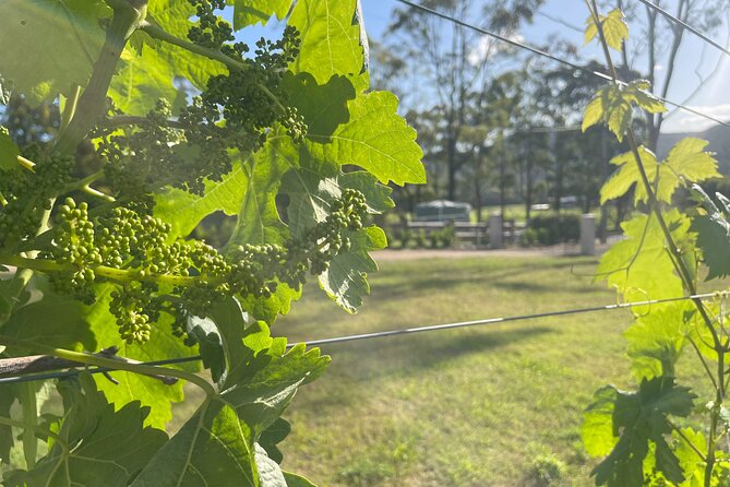 Cael’s Gate Wine and Cheese Tasting in Hunter Valley - Private by Your Group: Less Noise, More Attention