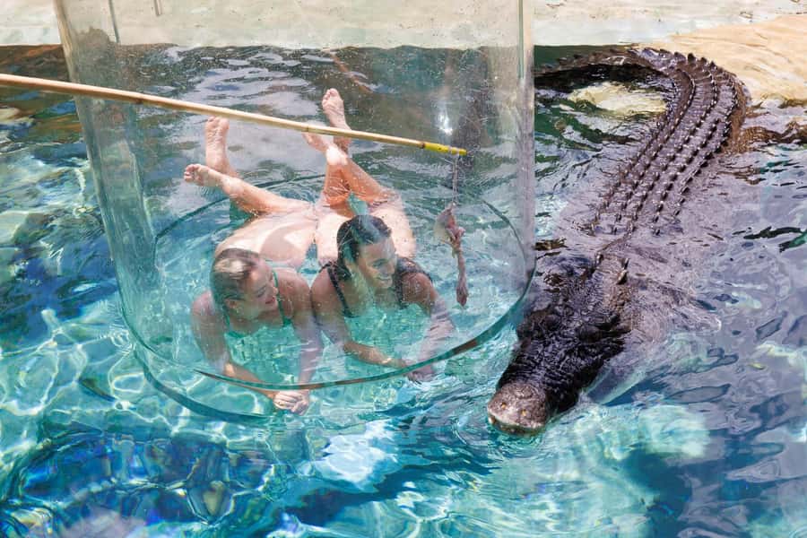 "Cage Of Death" Crocodile Swim and Entry to Crocosaurus Cove - Key highlights to know before you go