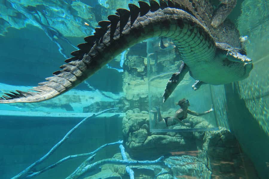 "Cage Of Death" Crocodile Swim and Entry to Crocosaurus Cove - Cage of Death in Darwin: what you’re actually signing up for