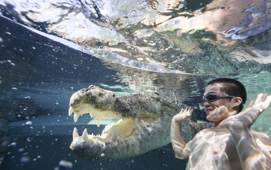 "Cage Of Death" Crocodile Swim and Entry to Crocosaurus Cove - Entering the clear cage: the part that feels slow and then suddenly isn’t