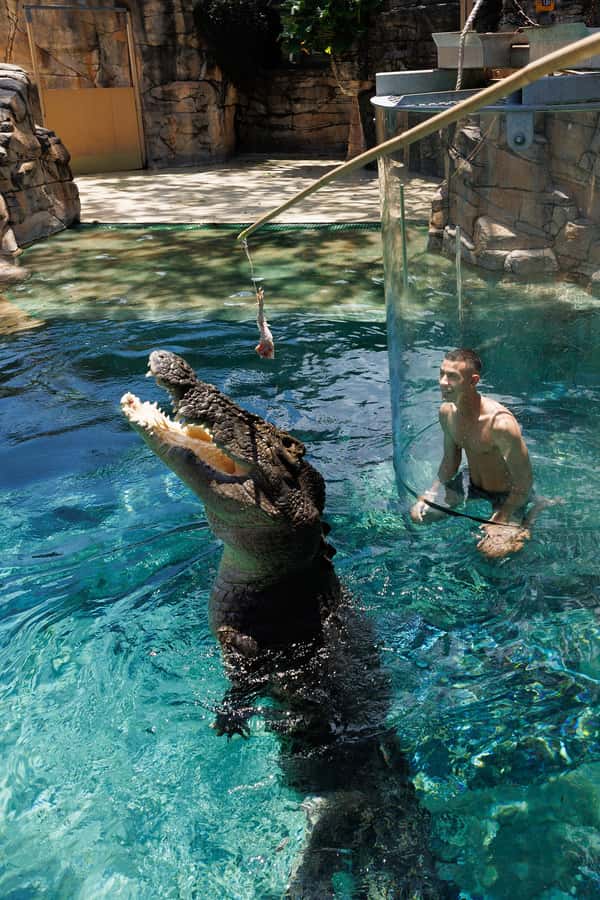 "Cage Of Death" Crocodile Swim and Entry to Crocosaurus Cove - Photographers, 360-degree views, and how to get the best shots