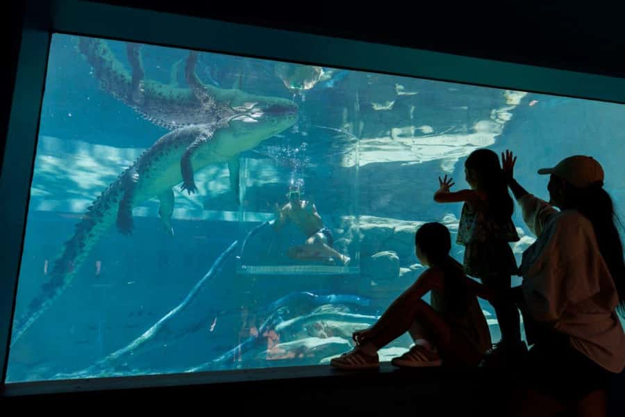 "Cage Of Death" Crocodile Swim and Entry to Crocosaurus Cove - Crocosaurus Cove admission: plan your day around the swim time