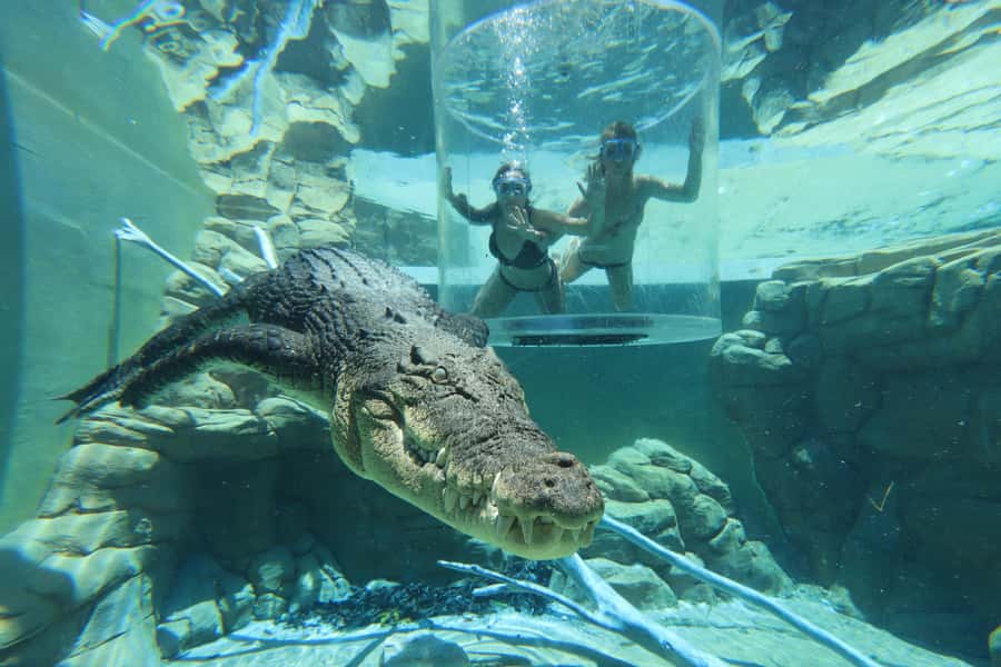 "Cage Of Death" Crocodile Swim and Entry to Crocosaurus Cove - Who should book this Cage of Death experience