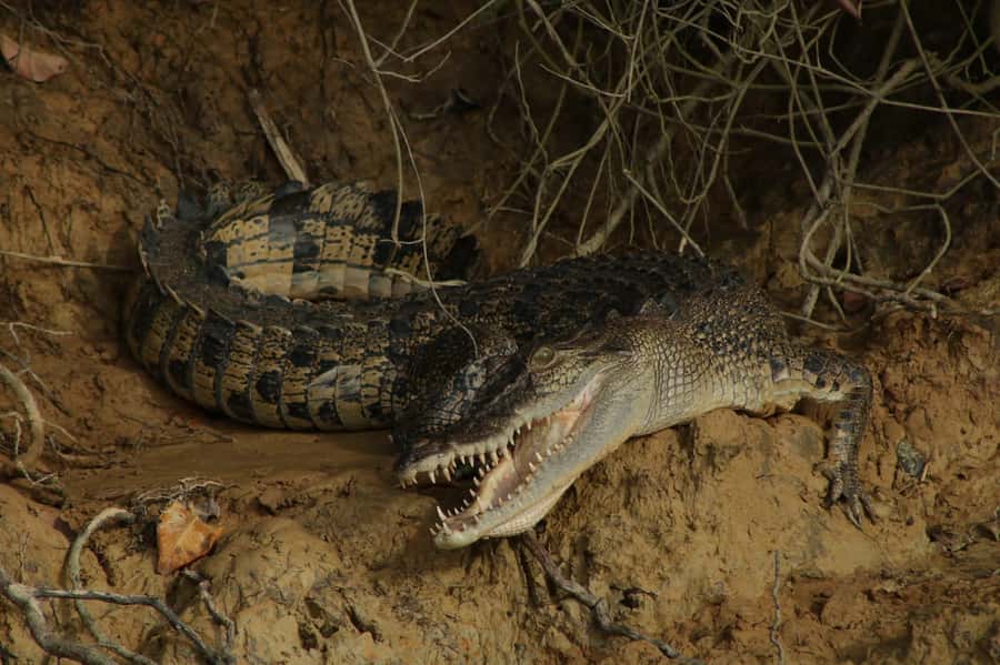 Cairns: 2-Day Atherton Tablelands & Cape Tribulation Tour - Platypus spotting (April–October): how to think about the chance