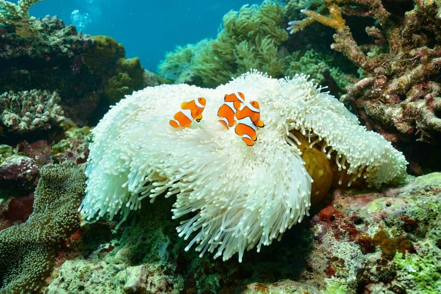 Cairns: 2-Day Barrier Reef Pontoon & Fitzroy Island Tour - Reef Magic pontoon: your comfort base on the Great Barrier Reef