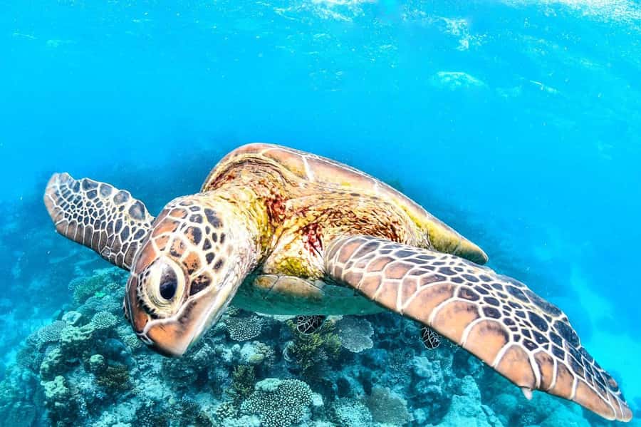 Cairns: 2-Day Great Barrier Reef & Daintree Rainforest Tour - Reef Day: a superyacht cruise out to the Outer Great Barrier Reef