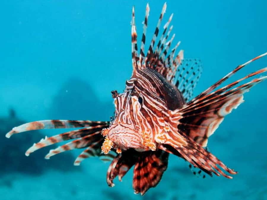 Cairns: 2-Day Great Barrier Reef Dive and Snorkel Boat Trip - Weather, motion, and what to pack for a smoother ocean day