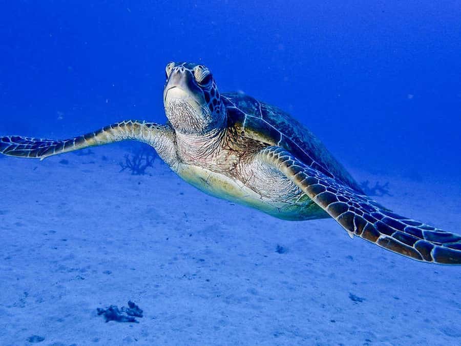 Cairns: 2-Day Great Barrier Reef Dive and Snorkel Boat Trip - Your snorkeling day: unlimited time with real guidance