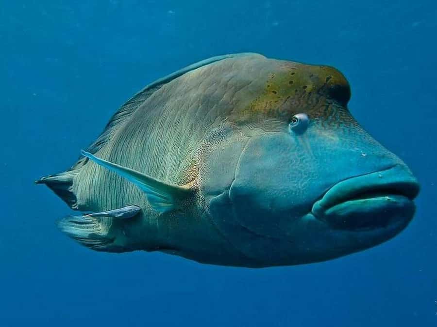 Cairns: 2-Day Great Barrier Reef Dive and Snorkel Boat Trip - Safety, crew professionalism, and the occasional off day
