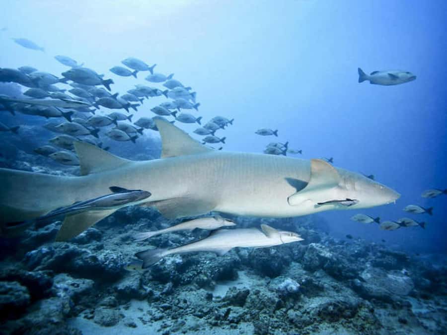 Cairns: 2-Day Great Barrier Reef Dive and Snorkel Boat Trip - Price and value: what $466 buys you and how to budget scuba