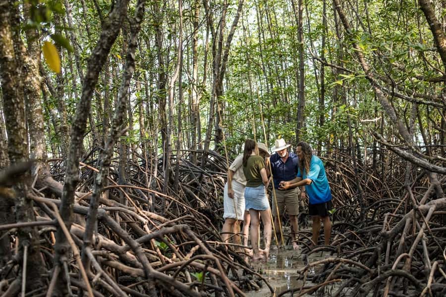 Cairns: Aboriginal Coastal Adventure & Mossman Gorge Tour - Who this tour suits best (and who should skip it)