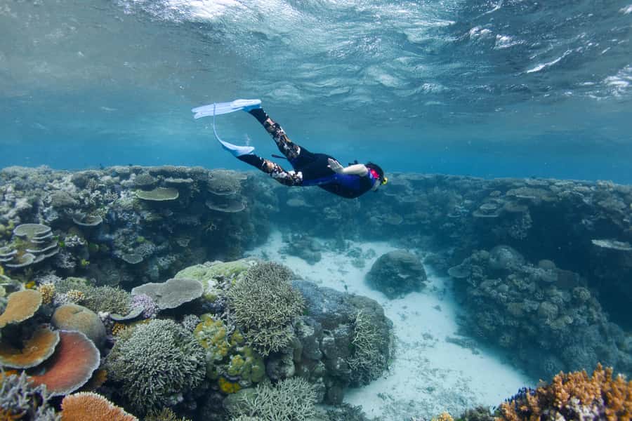 Cairns: All-Inclusive Great Barrier Reef Half-Day Snorkeling - Gear and safety that actually help: stinger suits, prescription masks, and flotation