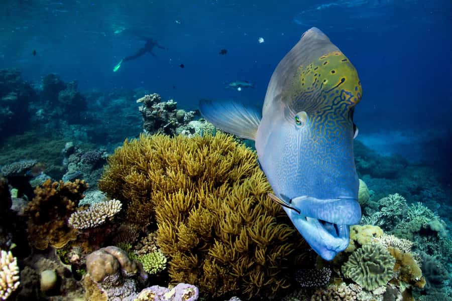 Cairns: All-Inclusive Great Barrier Reef Half-Day Snorkeling - Two hours in the water: what the guides help you notice