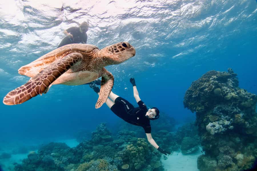Cairns: All-Inclusive Great Barrier Reef Half-Day Snorkeling - Snacks, cold drinks, and rinsing off like a pro