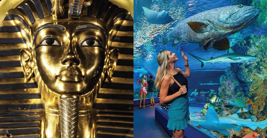 Cairns: Aquarium and Tomb of the Pharaohs Entry Ticket - The tank moments that usually win: touch tank and ray & shark feeding
