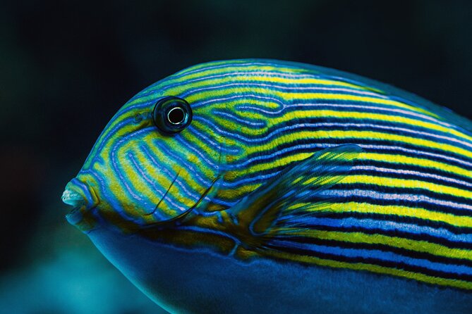 Cairns Aquarium by Twilight Tour - Who Should Book Cairns Aquarium by Twilight?