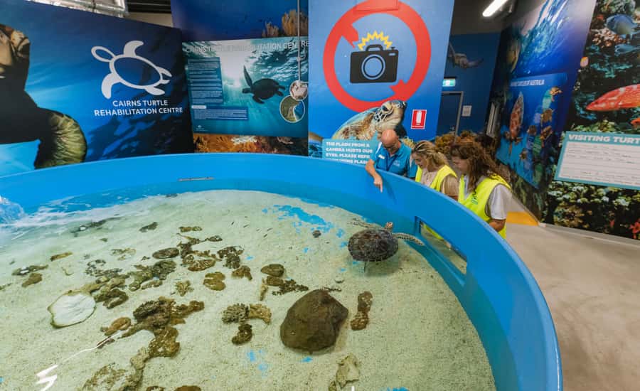 Cairns: Aquarium Entry Ticket and Turtle Rehabilitation Tour - Key things worth getting excited about