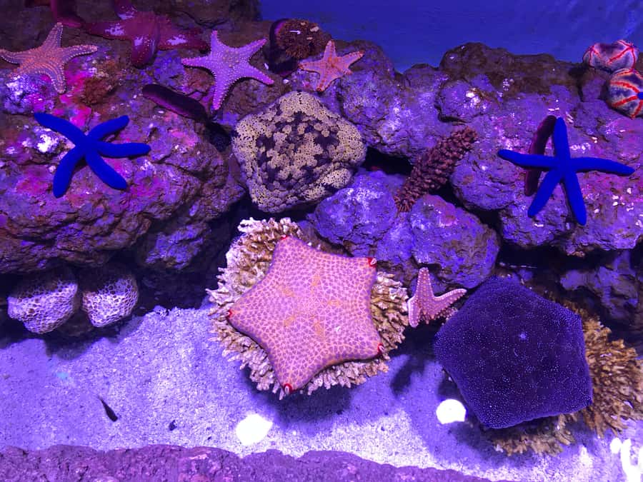 Cairns Aquarium General Admission Ticket - Key things that make Cairns Aquarium worth your time