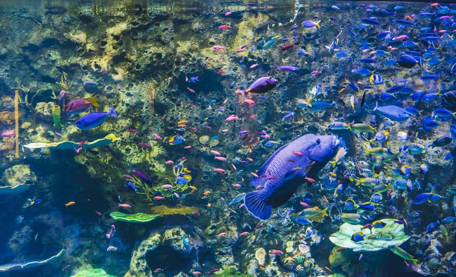 Cairns Aquarium General Admission Ticket - Who should book this general admission ticket