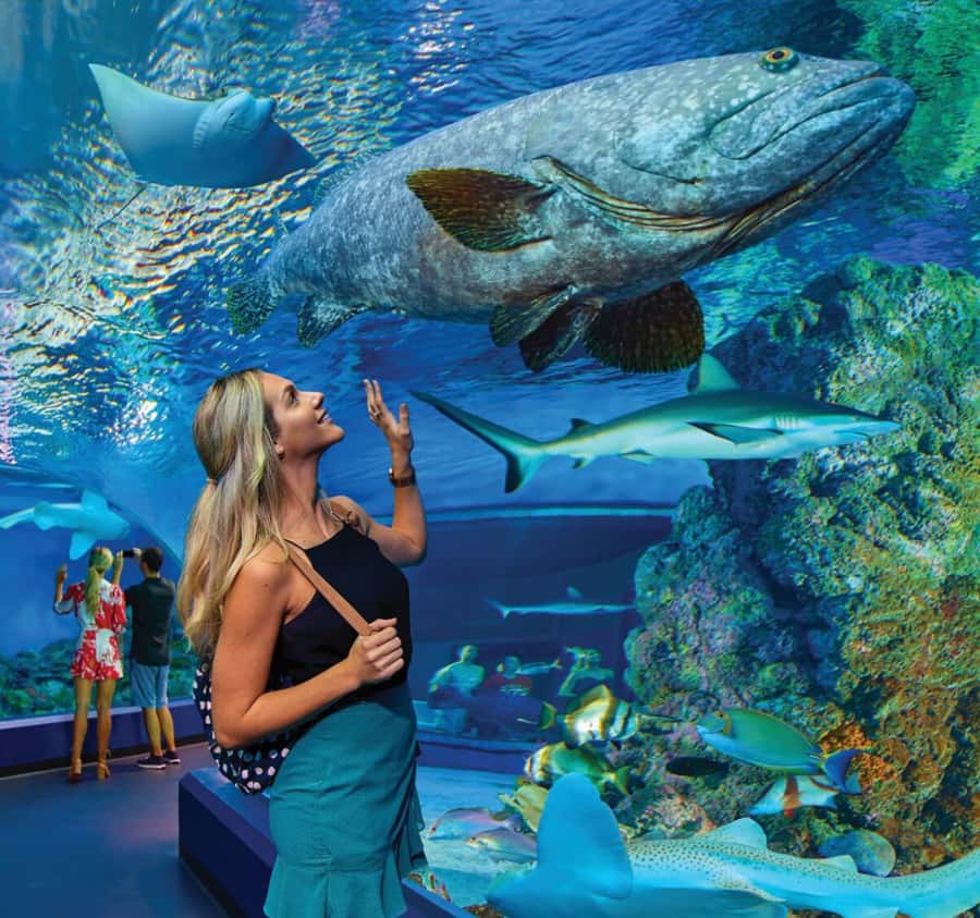 Cairns Aquarium General Admission Ticket - Entering Cairns Aquarium: a city-day that feels like a mini trip