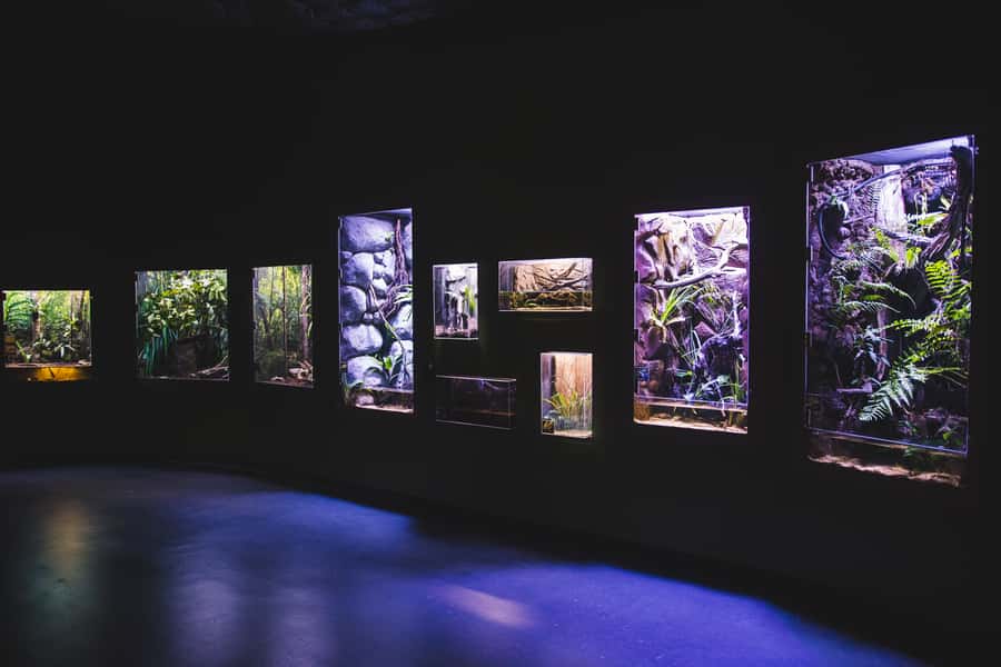 Cairns Aquarium General Admission Ticket - Daily talks, animal feeds, and how to plan around them