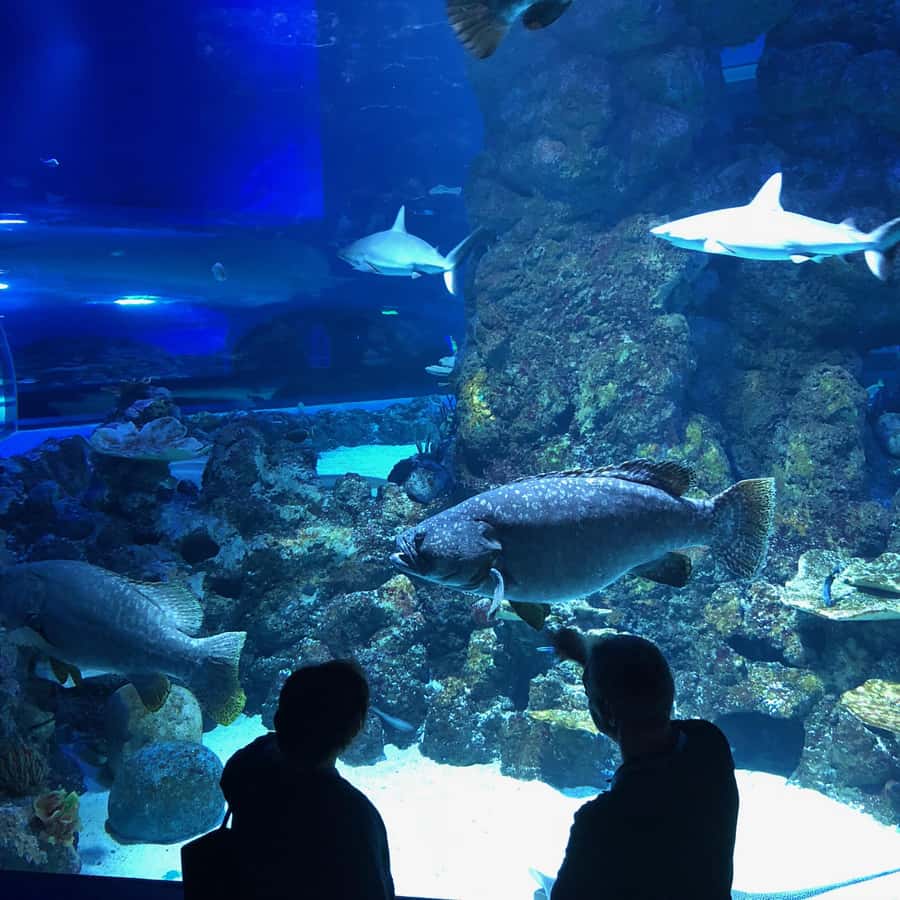 Cairns Aquarium General Admission Ticket - River Monsters and the freshwater break from saltwater