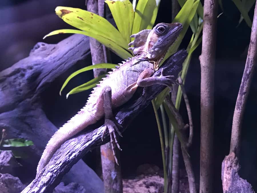 Cairns Aquarium General Admission Ticket - Touch tanks, clean facilities, and getting up close the right way