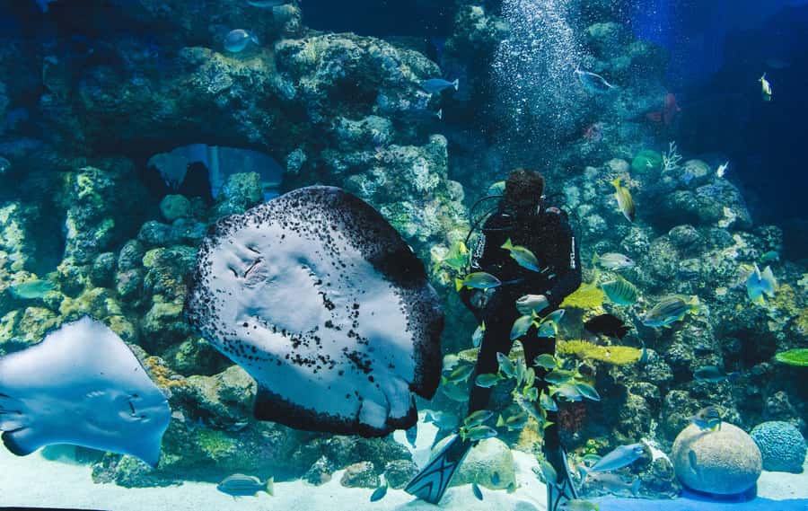 Cairns Aquarium General Admission Ticket - The Oceanarium tunnel and reef tank: the views do the talking