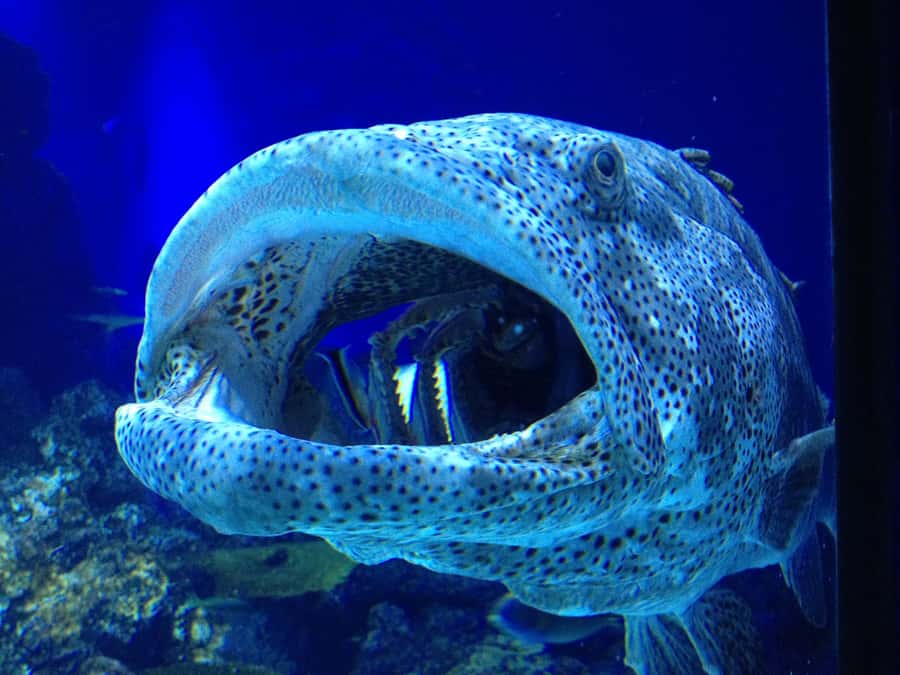 Cairns: Aquarium Guided Twilight Tour with 3-Course Dinner - Twilight Lights Up Cairns Aquarium After Hours