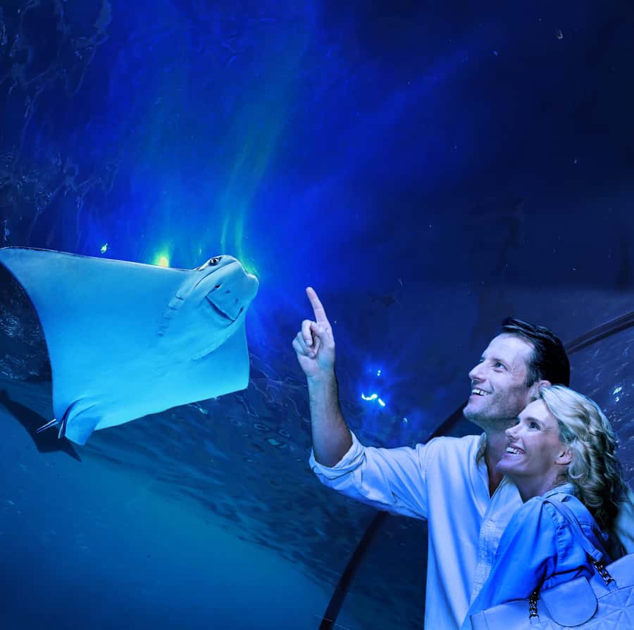 Cairns: Aquarium Guided Twilight Tour with 3-Course Dinner - Sharks, Rays, Groupers, and Nocturnal Swaps at Dusk