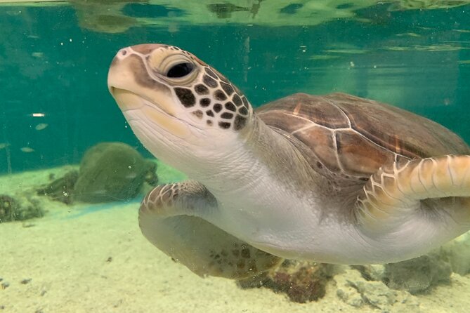 Cairns Aquarium Marine Life Encounter Ticket - Start at the Aquarium: timing, meeting spot, and how to plan