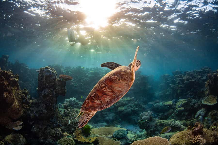 Cairns: Best Value All-inclusive Reef Trip With Scuba Dive - Second reef stop: unlimited snorkeling plus an optional extra scuba session