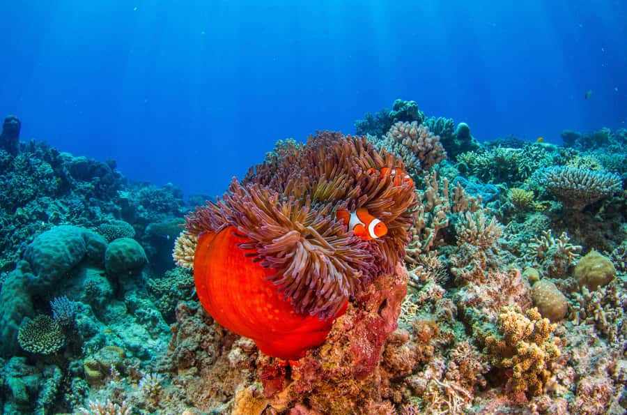 Cairns: Best Value All-inclusive Reef Trip With Scuba Dive - The return cruise: wine, cheese, and letting your guard down