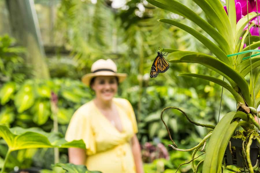 Cairns: Cairns City Sights & Surrounds Half Day Tour - Flecker Botanic Gardens: Tropical plants, explained in plain language