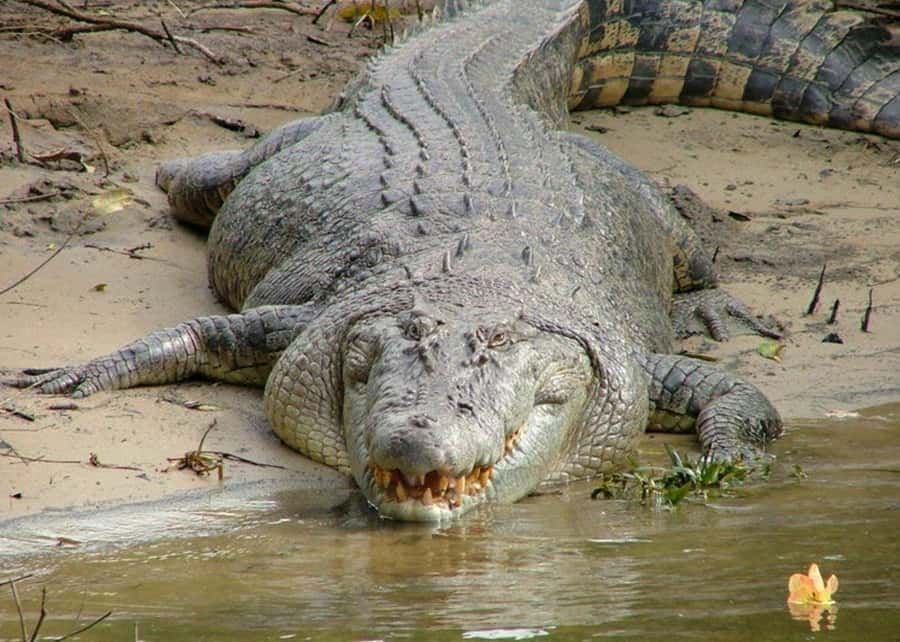 Cairns: Cape Tribulation, Beaches, Crocs & Swimming Day Tour - Key highlights that make this day work