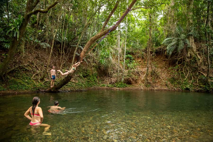 Cairns: Cape Tribulation, Beaches, Crocs & Swimming Day Tour - Ferry crossing and rainforest drive: getting to the oldest living forest