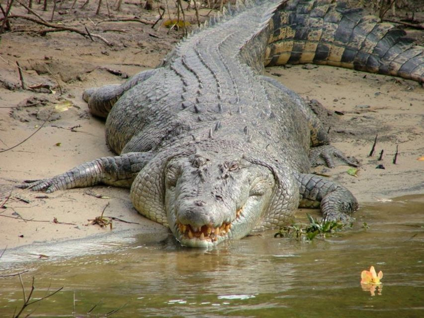 Cairns: Cape Tribulation, Beaches, Crocs & Swimming Day Tour - Rainforest creek swim: cooling off where the water is the draw