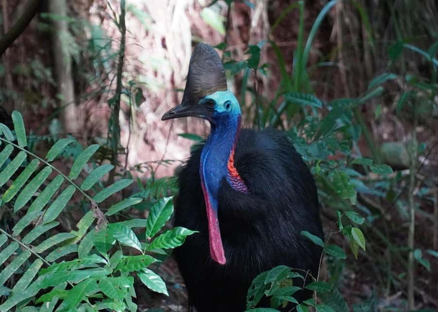 Cairns: Cape Tribulation, Beaches, Crocs & Swimming Day Tour - Two lookouts plus scenic drive: short stops, big payoff