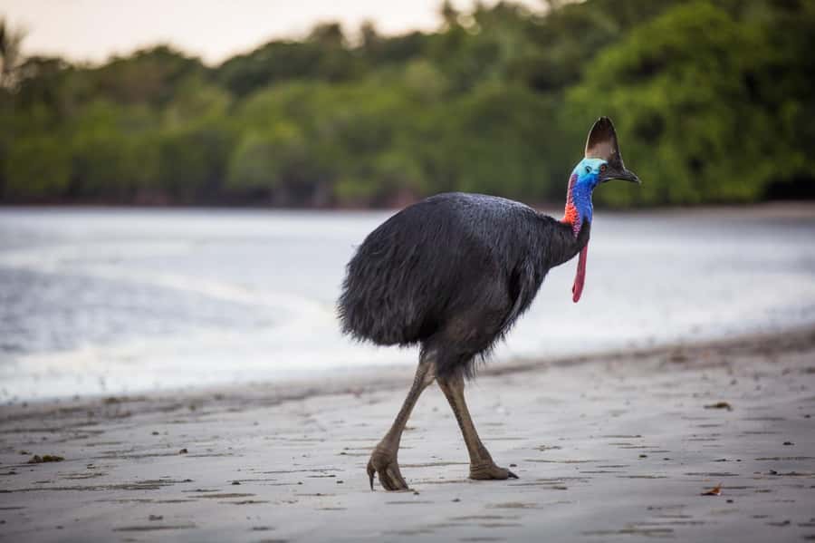 Cairns: Cape Tribulation & Daintree Rainforest Premium Tour - Cairns to Port Douglas: the coast drive and first viewpoints