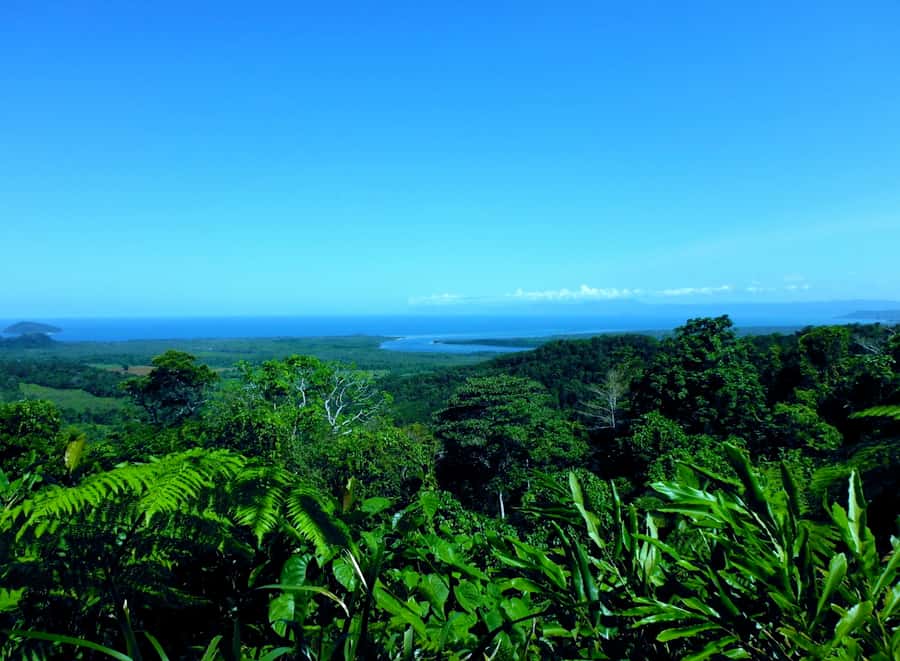 Cairns: Cape Tribulation, Mossman Gorge & Daintree Day Tour - Daintree Rainforest lunch: choices, tropical fruit, and a reason to stay put