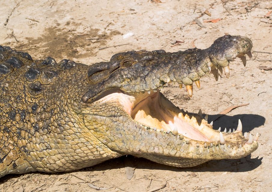Cairns: Cape Tribulation, Mossman Gorge & Daintree Day Tour - Daintree River cruise: crocodiles, birds, and the real payoff of staying on schedule