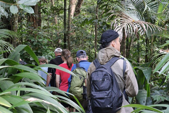 Cairns Daintree Rainforest and Cape Tribulation 2-Day Tour - Cape Tribulation Treetops Zipline: Adrenaline With a View