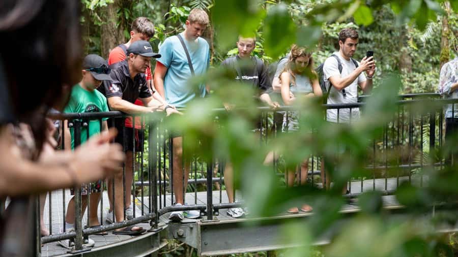 Cairns: Daintree Rainforest and Mossman Gorge Tour - Daintree River Cruise: Crocodiles, Wildlife, and the Art of Managing Expectations