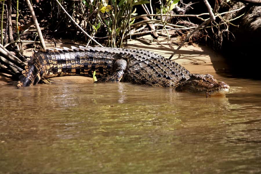 Cairns: Daintree Rainforest Wildlife Experience Cruise - Key things to know before you go